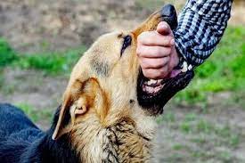 افراد چگونه هاری می گیرند | حیواناتی که می توانند منجر به هاری شوند | علائم هاری