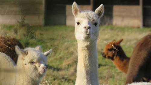 سرگرمی | کودک