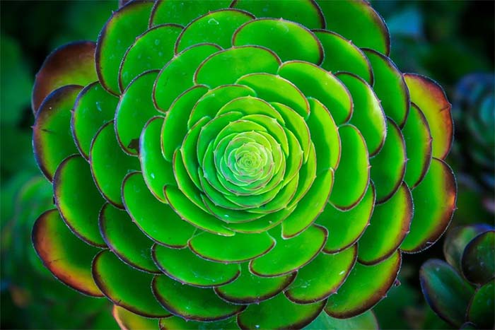 ریاضی و گیاهان 