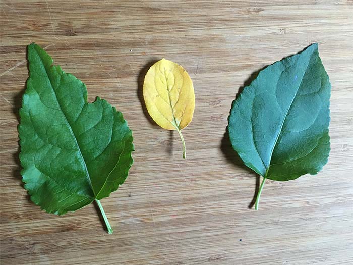 برگ ها و شیپ هاشون 