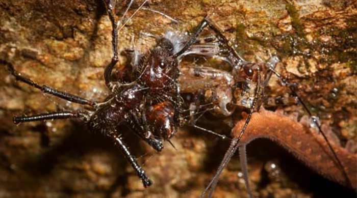 رسم زمزمه مورچه